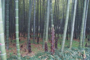 从《千里江山图》到竹笋意象 道教景观的视觉呈现与哲学隐喻